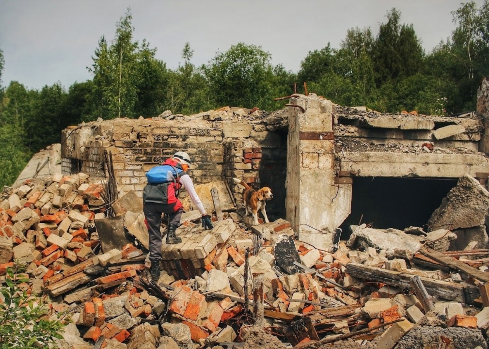 Собака-6.jpg Собака-6.jpg