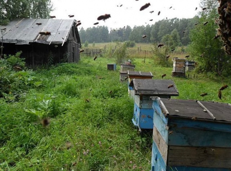 Пчелы.jpg Пчелы.jpg