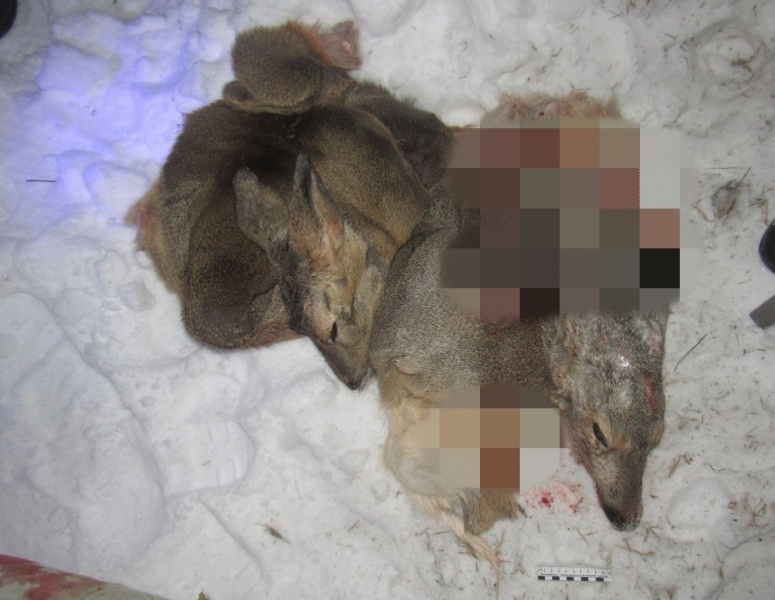 Косуля-1.jpg Косуля-1.jpg