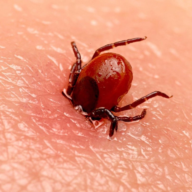 Клещ.jpg Клещ.jpg