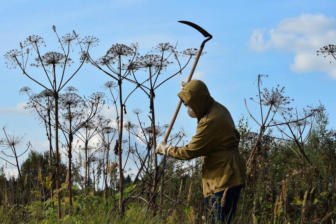 Бощевик.jpg Бощевик.jpg