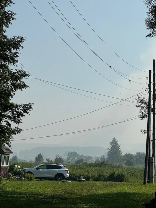 Свиньи-4.jpg Свиньи-4.jpg