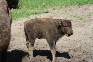 d_CixPYIgnw.jpg d_CixPYIgnw.jpg