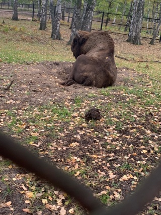 зуб1.jpg зуб1.jpg