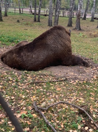 зубр2.jpg зубр2.jpg