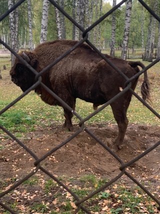 зубр3.jpg зубр3.jpg