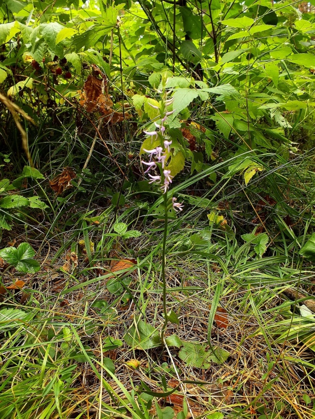 Neotiantta.jpg Neotiantta.jpg