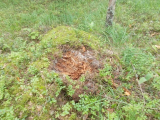 IRUSpSy_isA.jpg IRUSpSy_isA.jpg