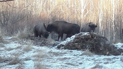 d_Bcf64bms8.jpg d_Bcf64bms8.jpg