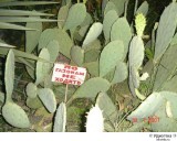 По газонам не ходить