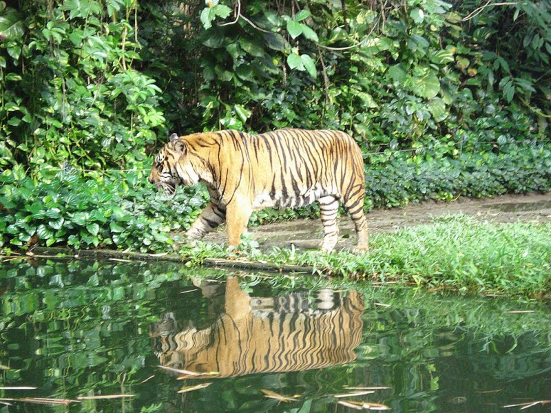 0510 Понятно, зачем он такой расцветки