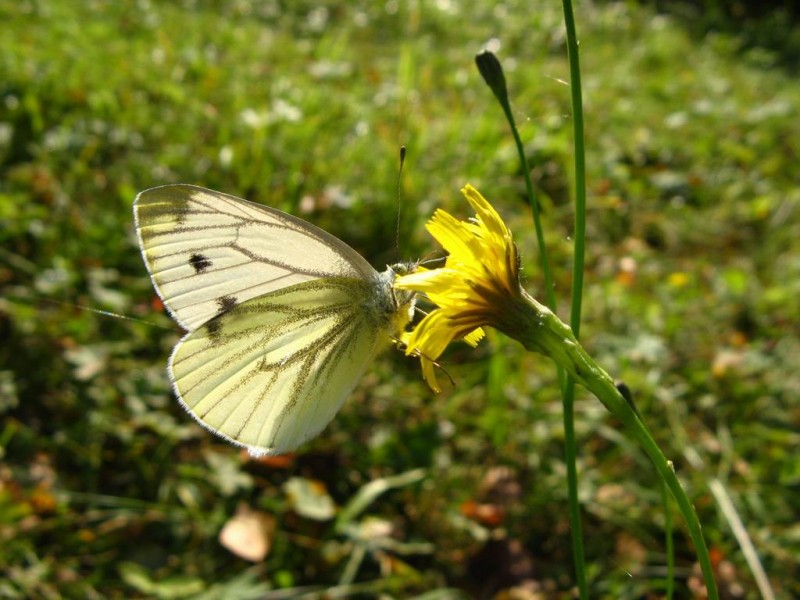 23-05 просто бабочка.jpg