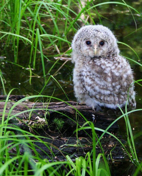 18-03 Совенок Неясыти серой. Мухтоловские озера. Нижегородская область.jpg