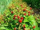 10-01 Ягодки на огороде.jpg