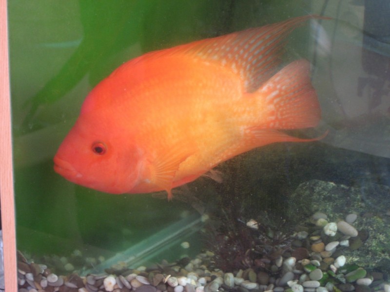 08-01 Огромная золотая рыбка в аквариуме в Коктебеле.jpg