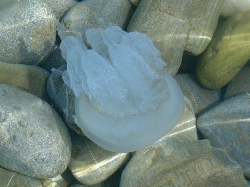 07-03 Медуза.jpg