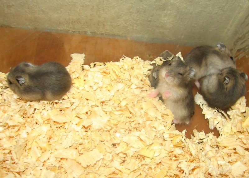 Хомякадзе 2