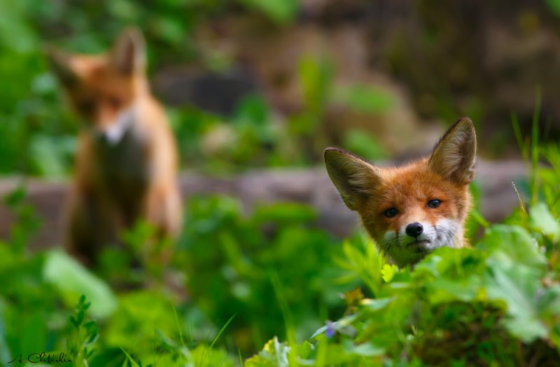 Лисий выводок.