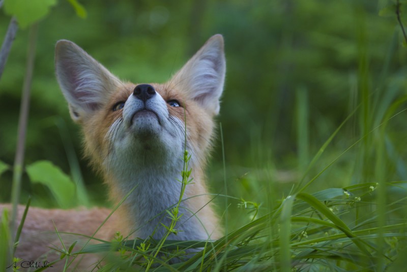 Лисий выводок.