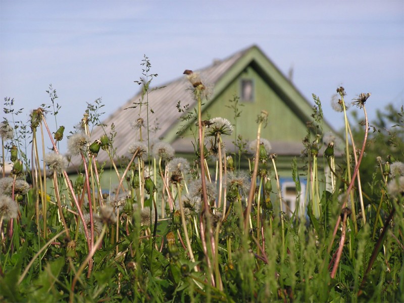 Одуванчики