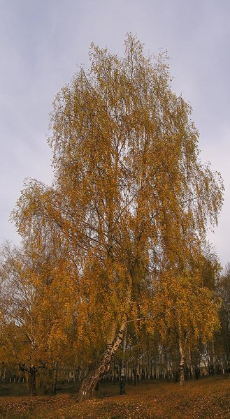 На рассвете (2)...