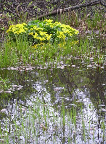 Болото – дом для бегемота