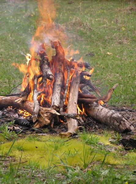 Мох у костра