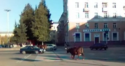Коровы на площади Ленина