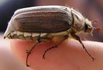 Майский жук