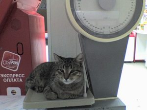 Контрольное взвешивание